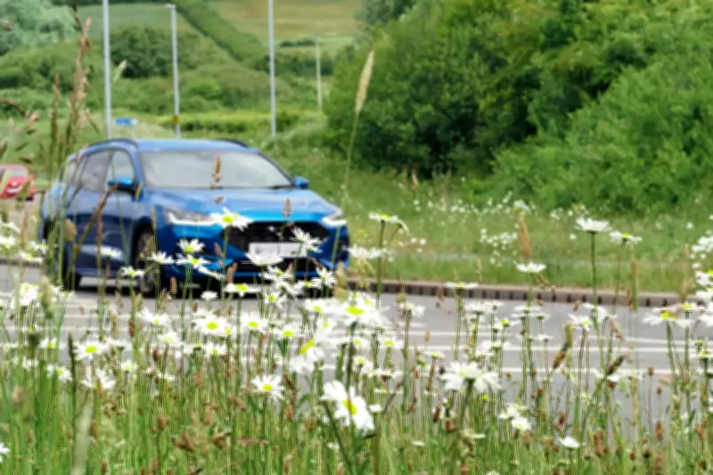 No Mow May: How Letting Lawns Grow Boosts UK Wildlife and Biodiversity