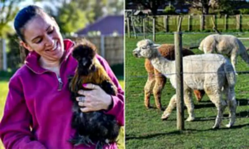 Norfolk Alpaca Farm Sparks Bitter Village Planning Dispute Over Land Use