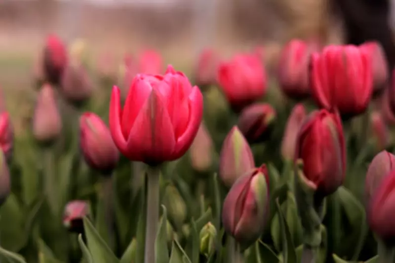 Northeast Weather Whiplash Threatens Flower Farms Before Mother's Day