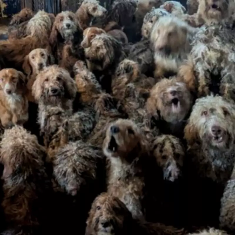 Nottingham House of Horrors: 250 Poodles Rescued from Filthy Cramped Conditions