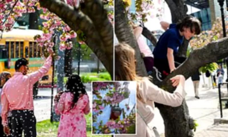 NYC Volunteers Protect Cherry Blossoms from Tourists on Roosevelt Island
