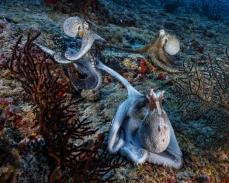 Octopus Mating Mystery: Specialised Arm Acts as Sensory Organ for Reproduction