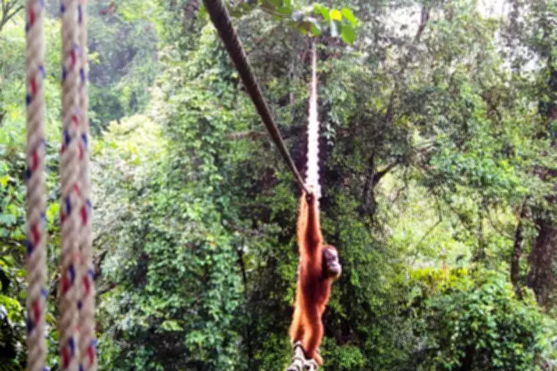 Orangutan Uses Rope Bridge to Cross Road in Sumatra