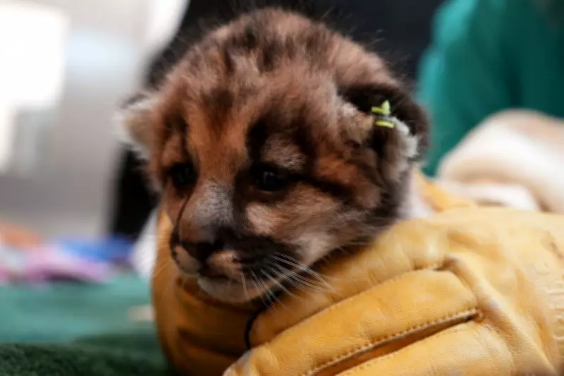 Orphaned Baby Mountain Lion Crimson Rescued and Cared for at Oakland Zoo