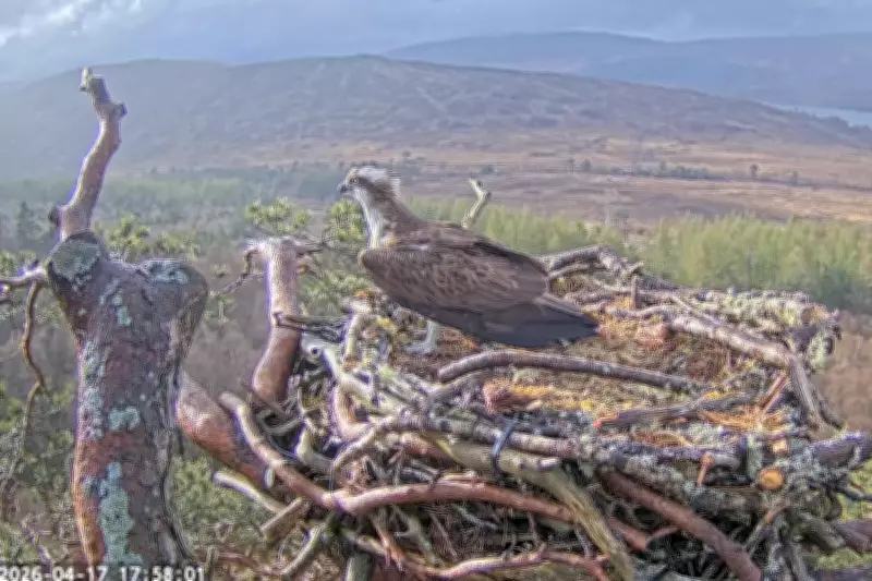 Osprey Louis Returns to Nest Just in Time to Reclaim Mate from Younger Rival