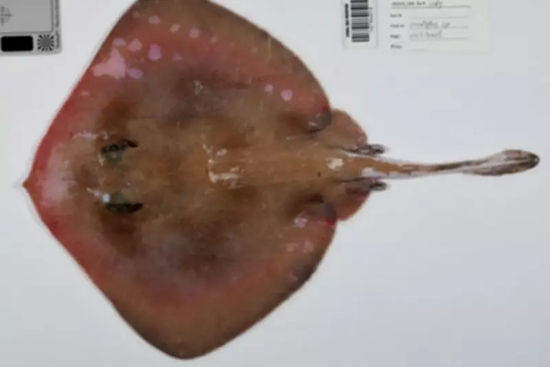 Over 110 New Deep-Sea Species Discovered in Australia's Coral Sea