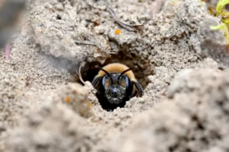 Over 5 Million Bees Discovered Beneath New York Cemetery in Record Colony