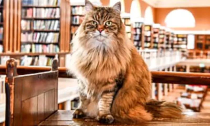 Oxford University's Famous Library Cat Commutes by Bus to Cheer Students