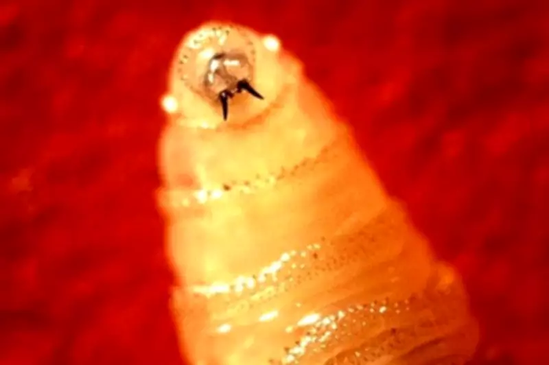 Parasitic Screwworm Flies Detected 90 Miles from US Border, Texas Officials Warn