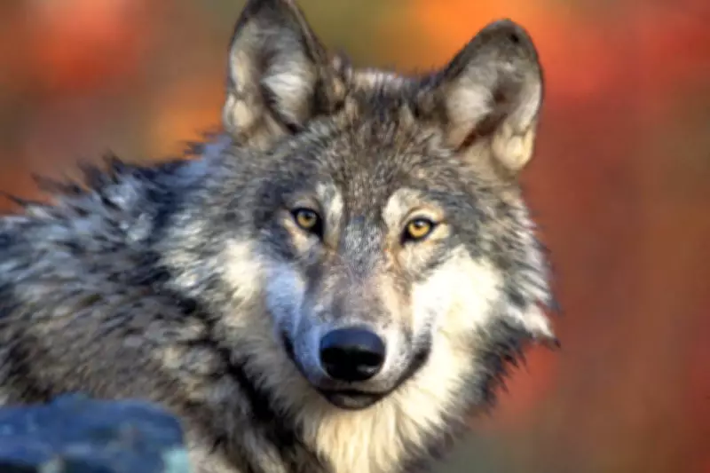 Parents Charged After Toddler Injured by Wolf at Pennsylvania Zoo