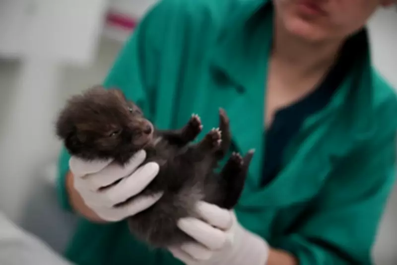 Paris Wildlife Hospital Rescues Animals From Urban Dangers With Strict No-Cuddle Policy
