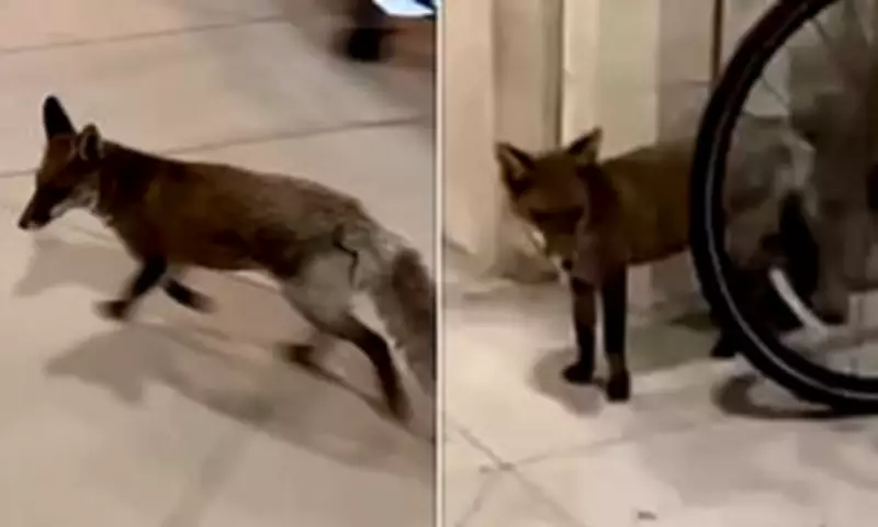 Parliamentary Fox 'Freda' Captured After Months of Security Breaches at Westminster