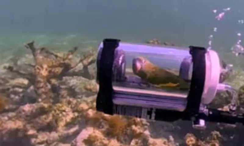 Parrot's Submarine Snorkelling Adventure Sparks Viral Debate Over Pet Ethics