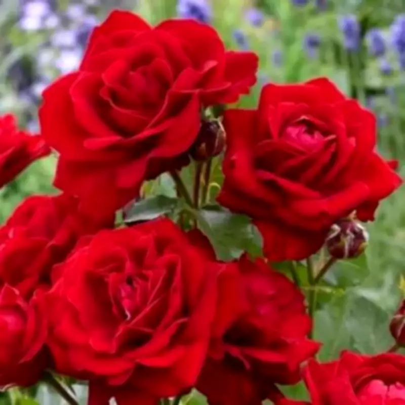 Patio-Perfect Rose Tree Slashed to £20 for Small Gardens