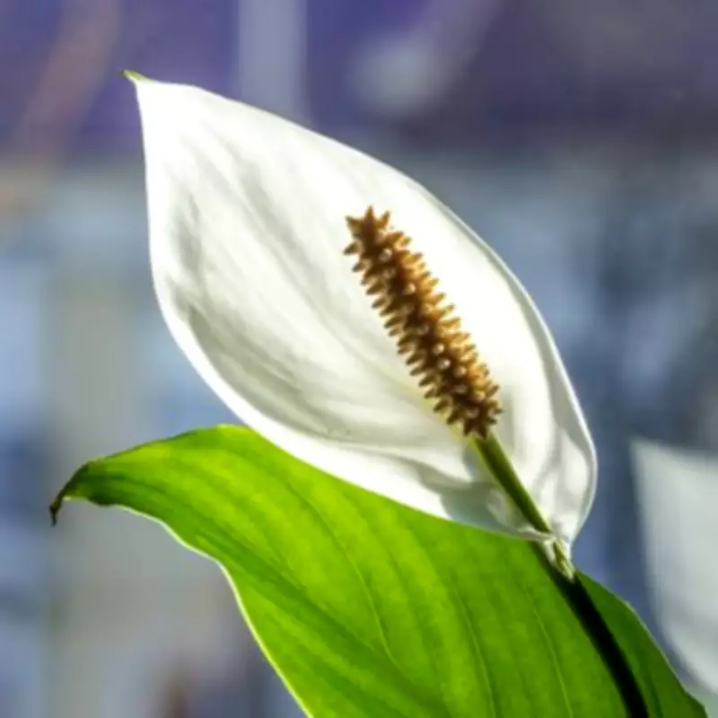 Peace Lilies 'Explode with Blooms' Using Monthly Cup of Rice Water