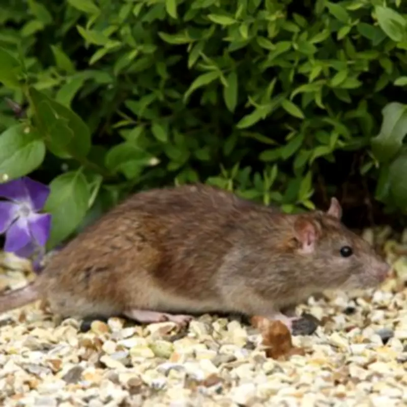 Pest Expert's 60-Second Check Can Stop Rats Invading Your Home