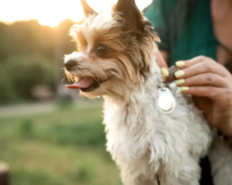 Pet Fitness Trackers: Experts Divided on Benefits for Animals