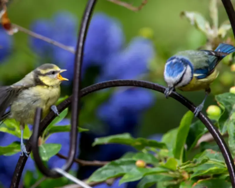 Pet Flea Treatments Contaminate UK Songbirds, Sparking Calls for Regulation