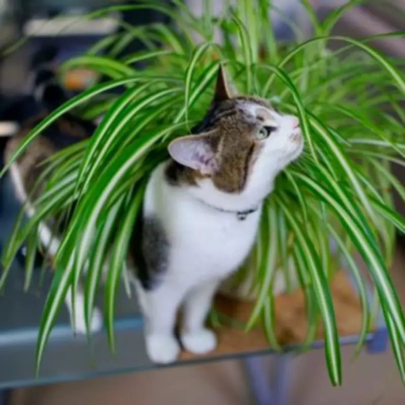 Pet Owners Urged to Choose Safe Houseplants for Cats and Dogs