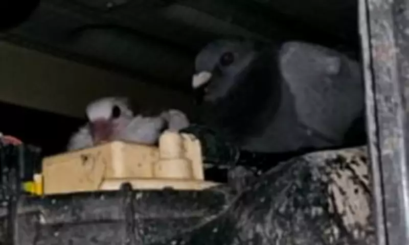 Pigeon Family Secretly Lives Under Royal Mail Van for Three Weeks