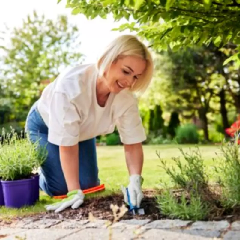 Plant Lavender Now for a Classic English Country Garden This Summer