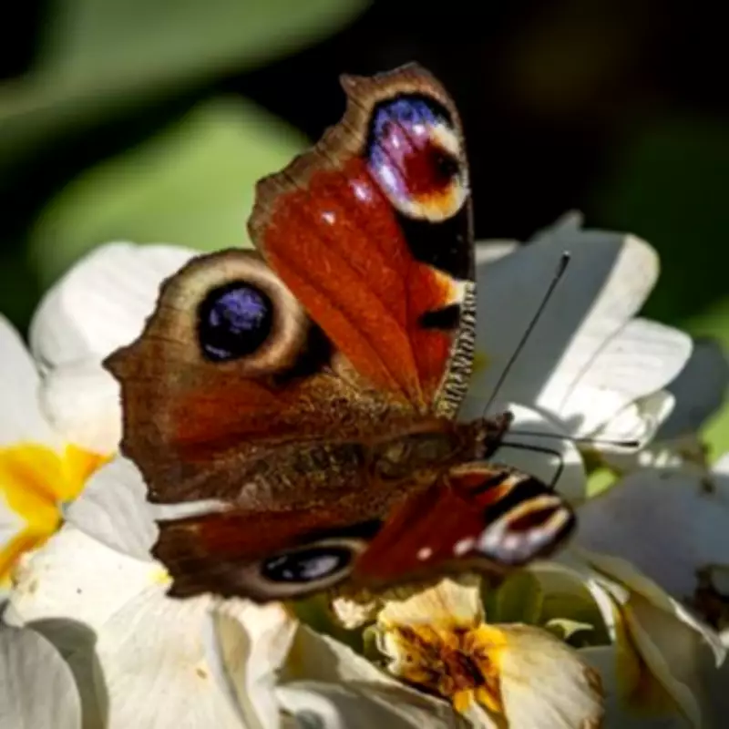 Plant Primroses This Month to Save Butterflies and Bees, Urges Gardening Expert