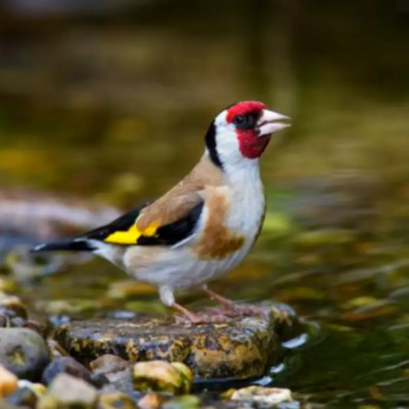 Plant Sunflowers to Attract Goldfinches and Sparrows to Your Garden