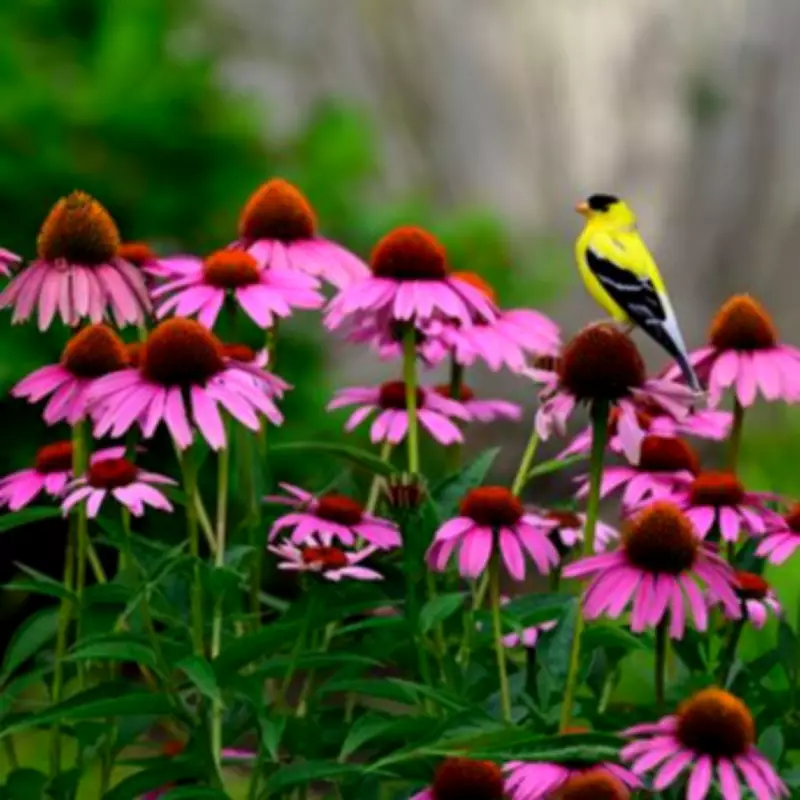 Plant These 3 Bird-Friendly Flowers to Attract Wildlife to Your Garden
