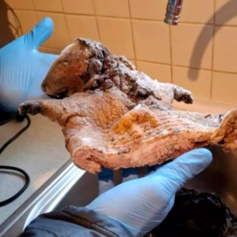 Police Seize Rat and Antelope Meat in London Raid Over Public Health Fears