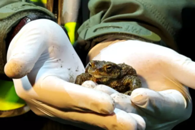Polish 'Frog Patrol' Volunteers Rescue Amphibians from Road Peril