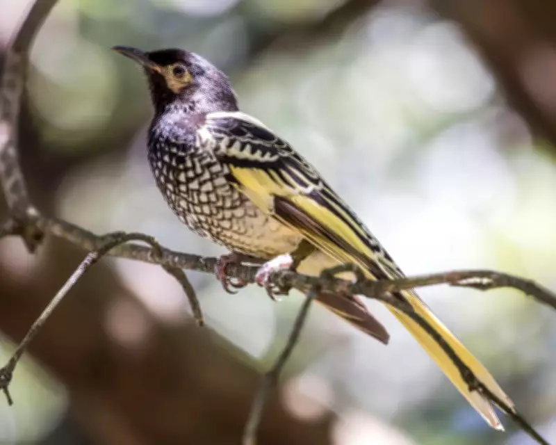 Possum egg raids threaten critically endangered regent honeyeater survival