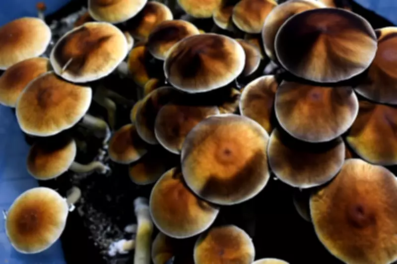 Psilocybin Therapy Shows Promise for Veterans' Mental Health Treatment