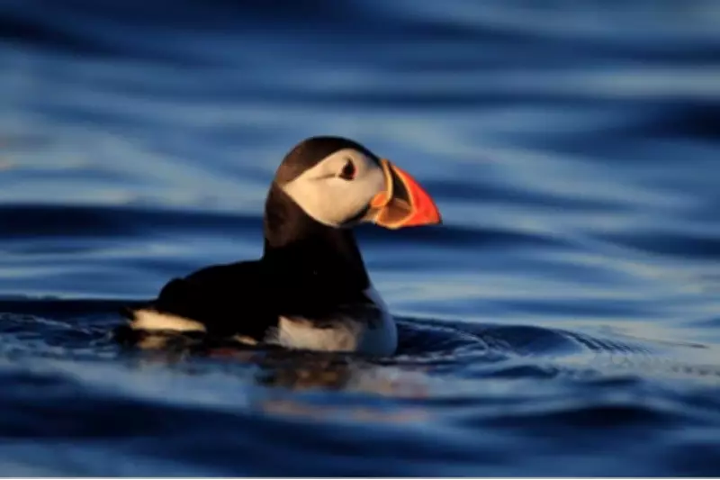 Puffin Population Soars to Record High on Remote Welsh Island
