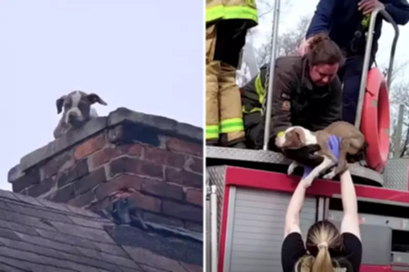 Puppy Rescued from Abandoned Chimney in Dramatic Fire Crew Operation