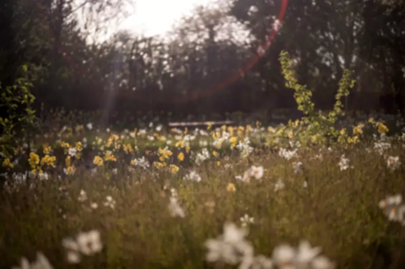 Queen Elizabeth II Memorial Garden Opens as Wildlife Haven in London