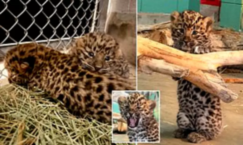 Rare Amur Leopard Cubs Thrive in Utah Zoo's Conservation Milestone