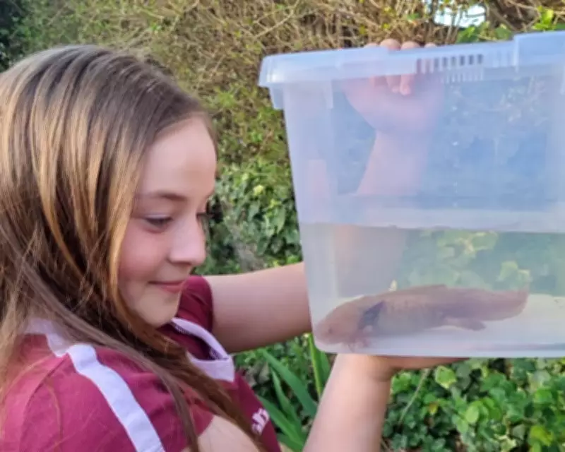 Rare Axolotl Found Under Welsh Bridge Likely Abandoned Pet, Experts Say