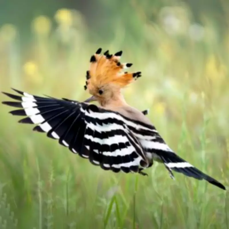 Rare Hoopoe Bird Sparks Excitement with Unprecedented UK Sightings This Spring