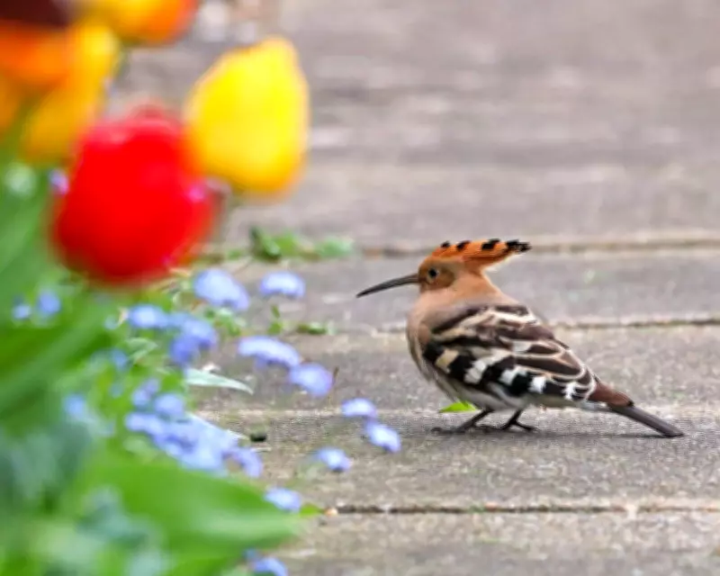 Rare Hoopoe Bird Spotted in Norfolk Garden Sparks Historical Memories