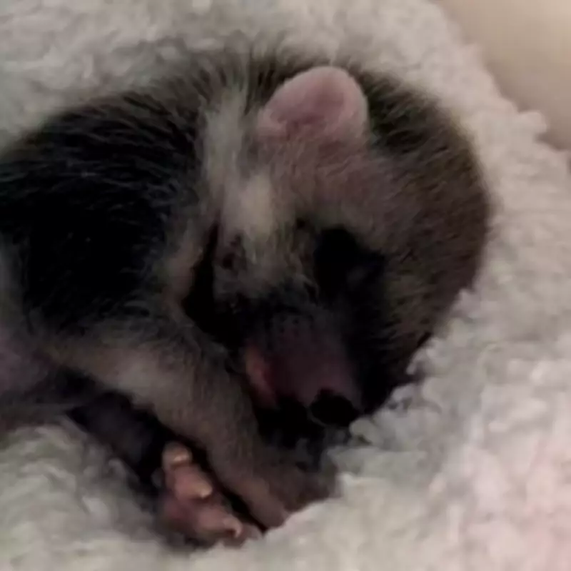 Rare Pine Marten Kit Rescued After Being Mistaken for Fox Cub