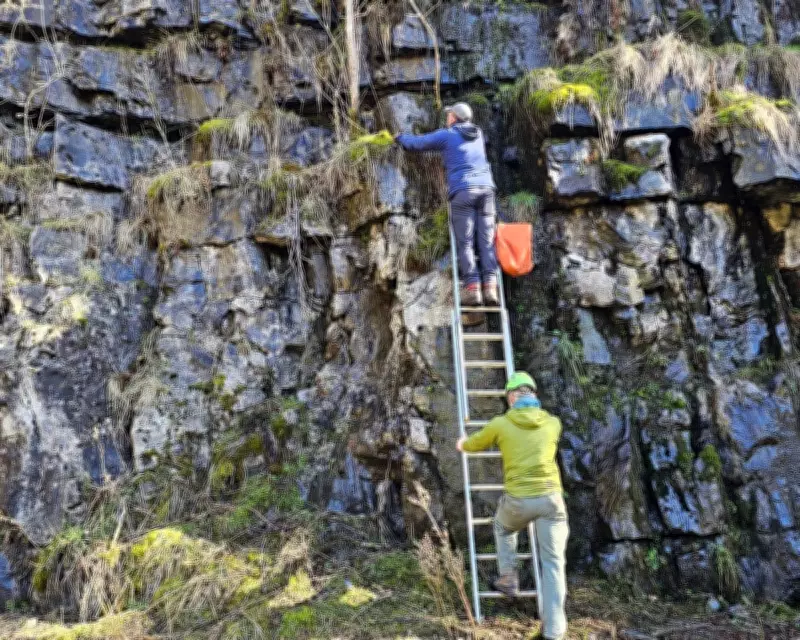 Rare Rock Whitebeam Trees Planted on Precarious Quarry Ledges in Teesdale