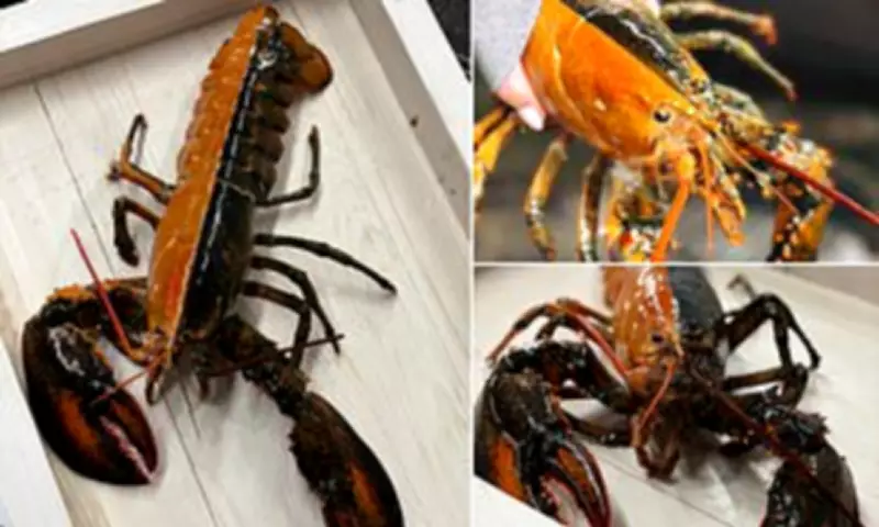 Rare Split-Coloured Lobster Caught Off Cape Cod Donated to Aquarium