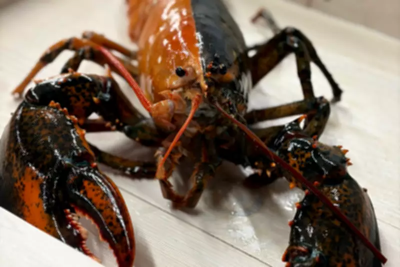 Rare Two-Toned Lobster Saved from Pot Becomes Aquarium Star