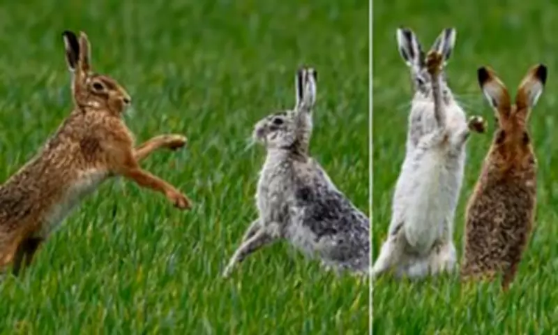 Rare White Hare Captured in Dramatic Boxing Match in Norfolk Field