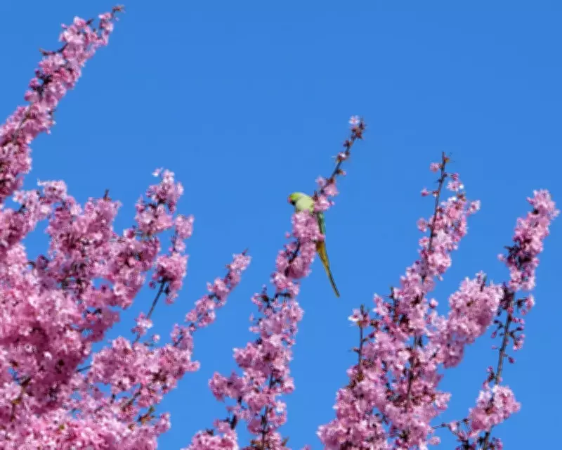 Readers' Best Wildlife Photos: A Perched Parakeet and a Posing Squirrel
