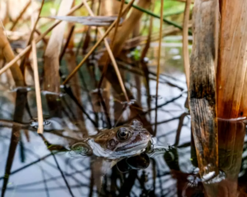 Readers Rally Against Paving Over Gardens for a Return to Wild Nature