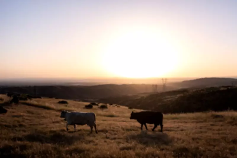 Record Beef Prices Persist as Ranchers Face Complex Challenges in Expanding Herds