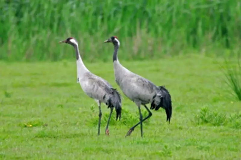 Record Crane Breeding Year in 2025 Marks UK Conservation Triumph
