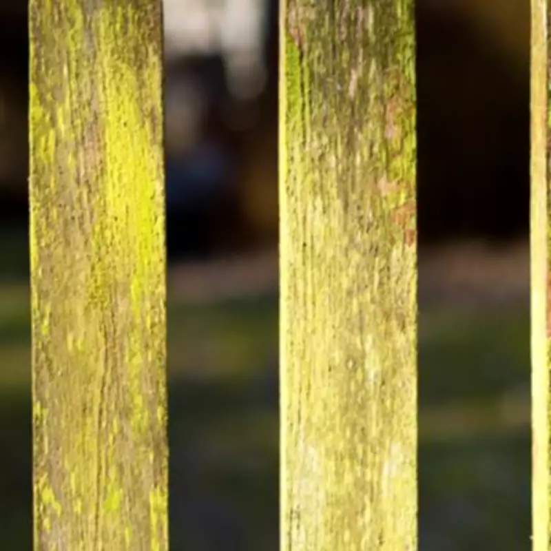 Remove Green Algae from Garden Fences with 57p White Vinegar Solution