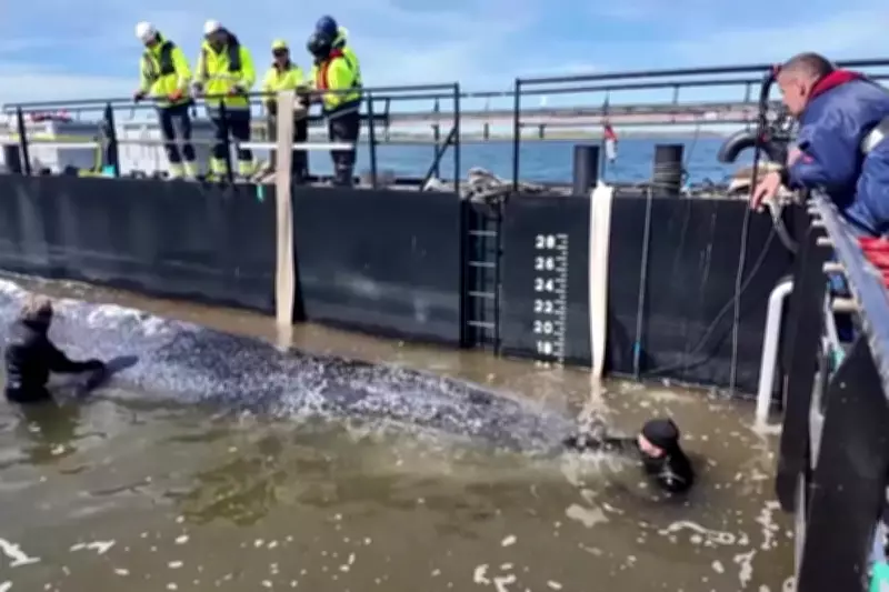 Rescue of Humpback Whale Timmy Sparks Celebrations in Germany